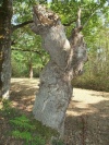 <i>Quercus </i> photo