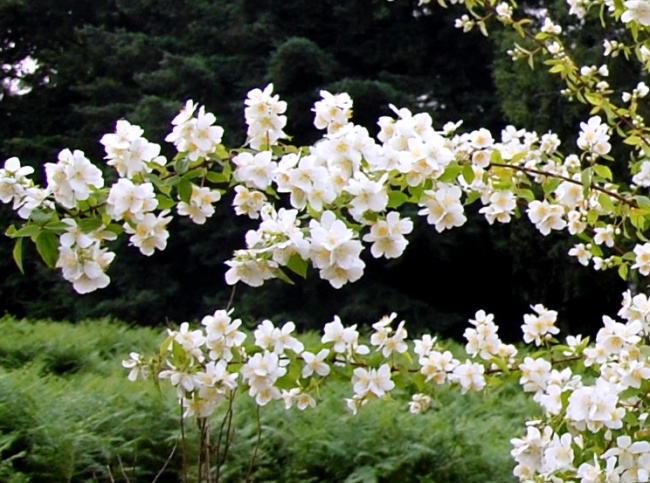 <i>Prunus sato-zakura</i> photo