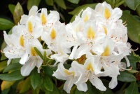 <i>Rhododendron</i> x ‘Madame Masson’ photo