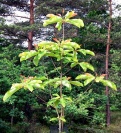 <i>Magnolia obovata</i> photo