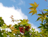 <i>Acer tataricum</i>  ssp <i>ginnala</i> photo