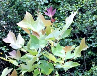 <i>Liriodendron chinensis</i>	 photo