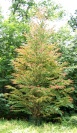 <i>Cercidiphyllum japonicum</i> photo