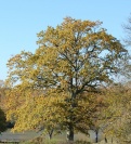 <i>Castanea sativa</i> photo