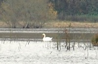 <i>Cygnus olor</i> sur La Fercelle photo