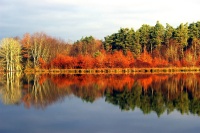 étang de La Fercelle photo
