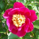 <i>Paeonia lactiflora </i> photo