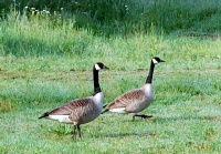 <i>Branta canadensis</i> photo
