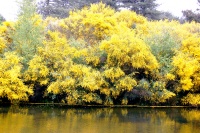 <i>Cytisus scoparius</i> photo