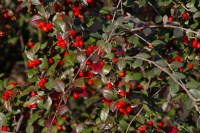 <i>Cotoneaster franchetii</i> photo