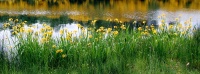 <i>Iris pseudacorus</i> photo