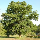 <i>Quercus robur</i> photo