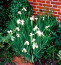 <i>Iris sibirica</i> photo