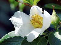 <i>Stewartia pseudocamellia</i> photo