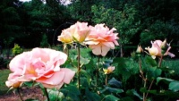 <i>Rosa</i> x Queen Elisabeth photo