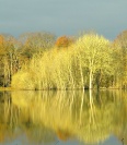 étang de La Fercelle photo
