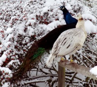 <i>Pavo cristatus </i> photo