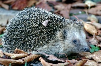<i>Erinaceus europaeus</i> photo