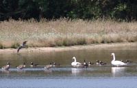 étang de La Fercelle photo