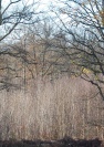 plaine des Joncs photo