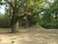 allée d’Alice photo
