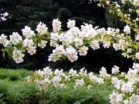 <i>Philadelphus coronarius</i> photo