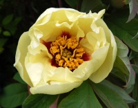 <i>Paeonia lutea</i> photo