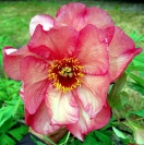 <i>Paeonia suffruticosa</i> photo
