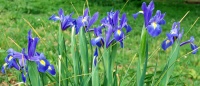 <i>Iris xiphium</i> photo