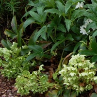 <i>Helleborus argutifolius</i> photo