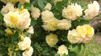 <i>Rosa</i> x ‘Comtesse du Barry’ photo