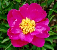 <i>Paeonia officinalis</i> ssp <i>officinalis</i> photo