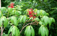 <i>Aesculus pavia</i> photo