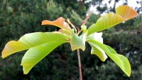 <i>Magnolia obovata</i> photo
