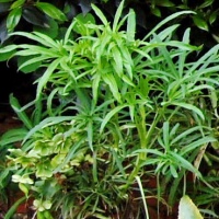 <i>Helleborus foetidus</i> photo