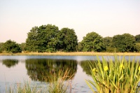 étang de La Fercelle photo